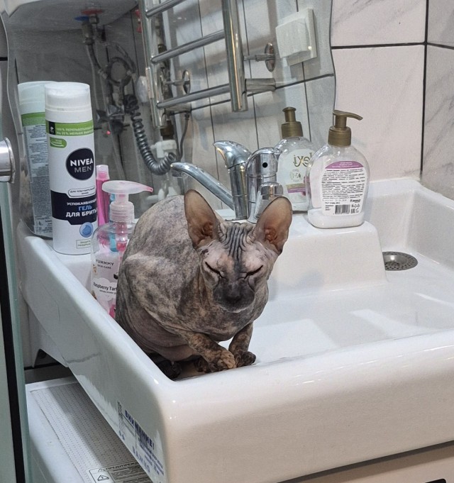 Котовторник.Наши модели