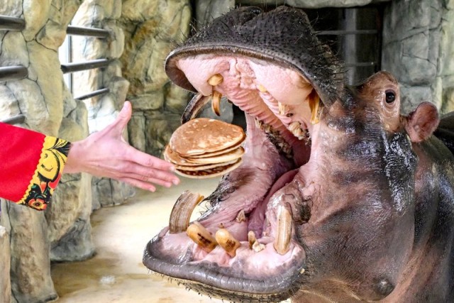 В Крыму испекли самый большой блин в мире и скормили чучело зимы бегемоту