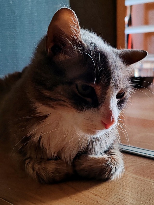 Снова наши коты
