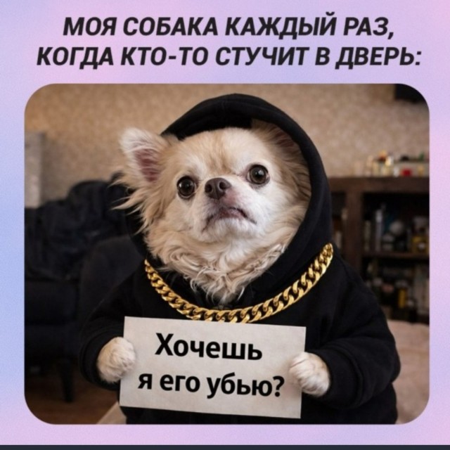 Сын сказал, что если бы он решил завести собаку то это был бы мопс.