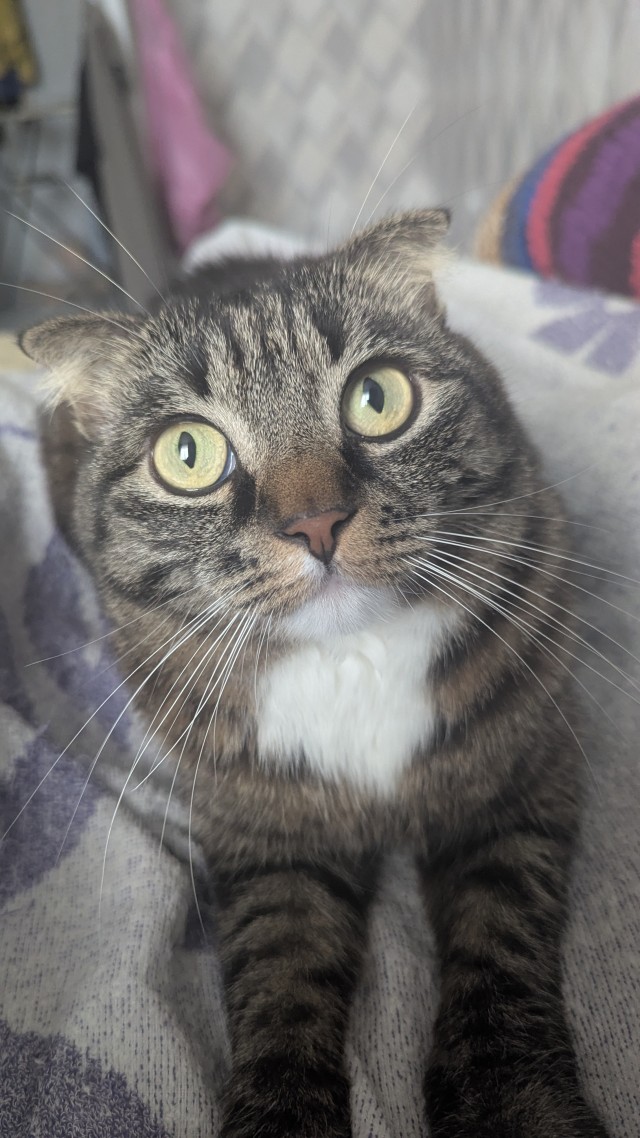Котовторник же!