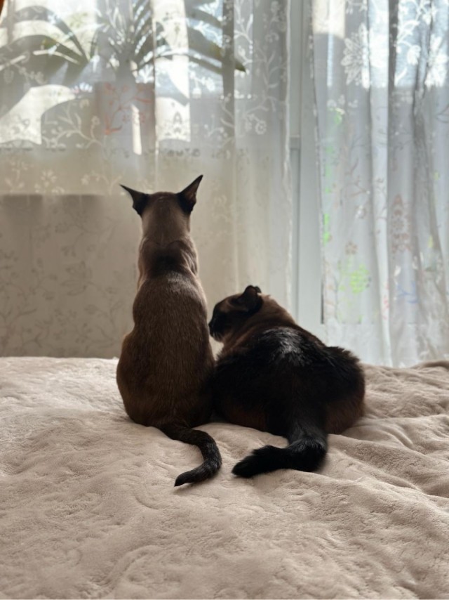 Растягиваем кота