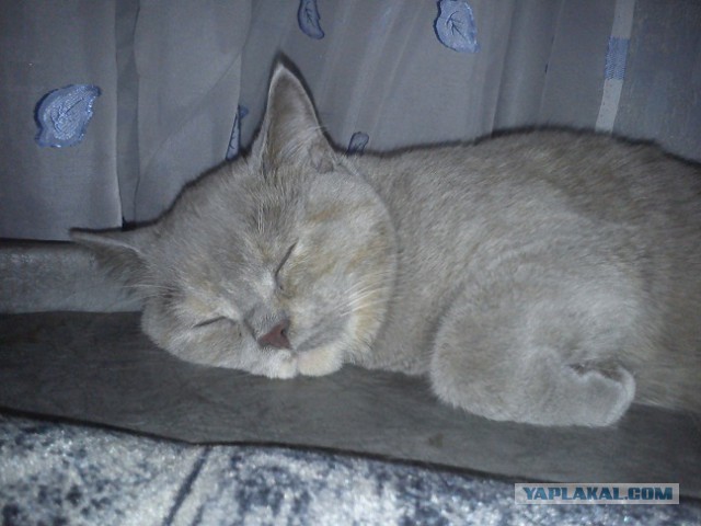 Котовторник 01.04.2014