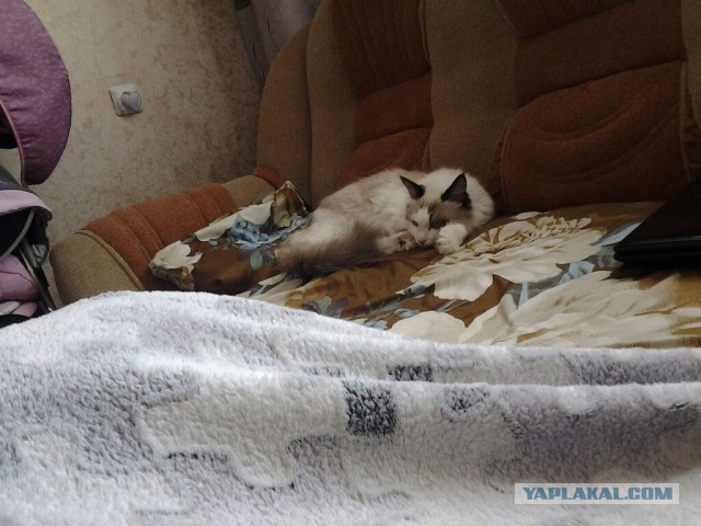 Тот самый кот "УЙДИ! УЙДИ!"