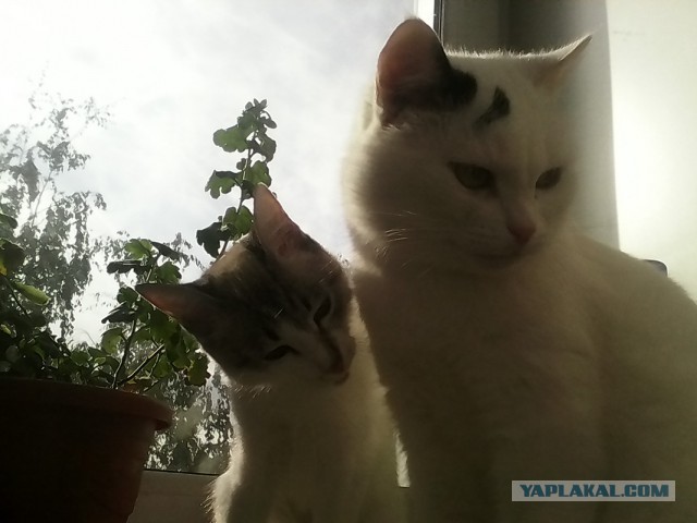 Котовторник 26.08.14.