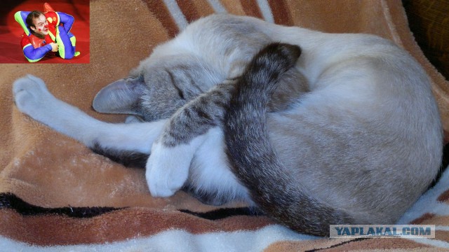 Котовторник 23.09.2014.