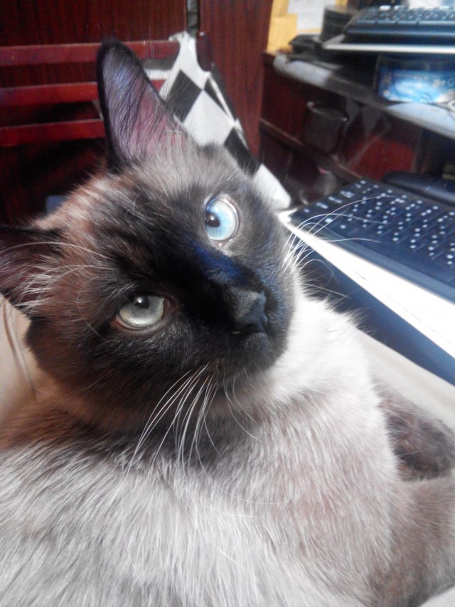 Котовторник 25.11.2014