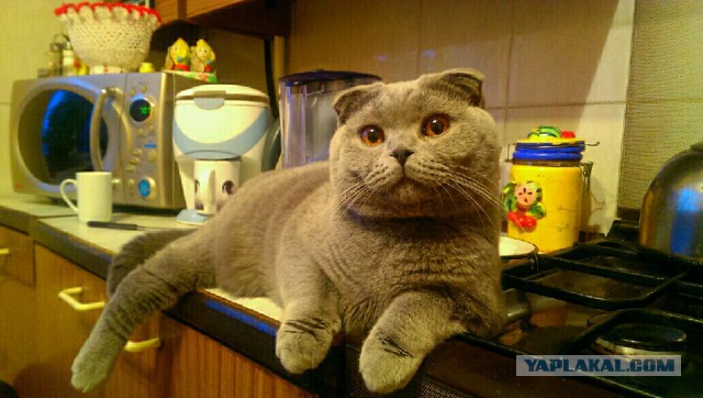 Кот по имени Бобо