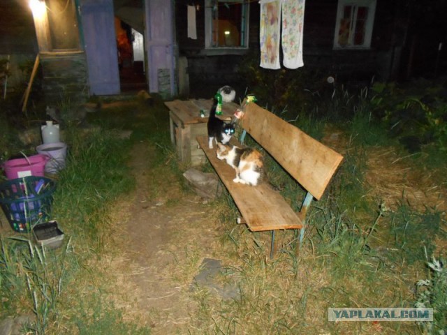 Жизнь домашнего приюта для котеек 120