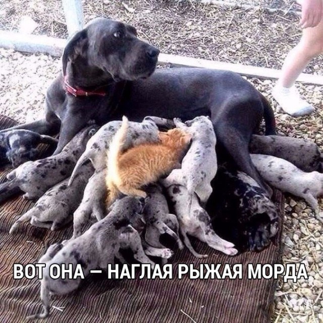 Подборка интересных и веселых картинок