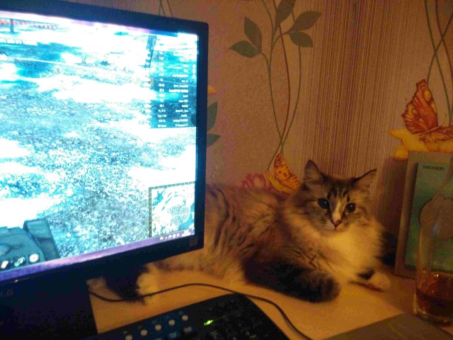 Покажи свою киску?