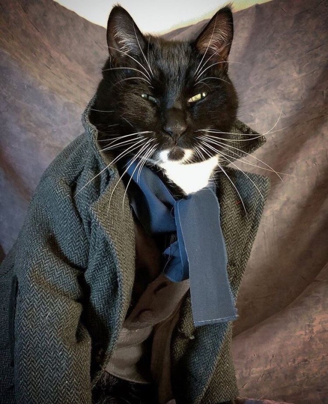 Коты и Кошки