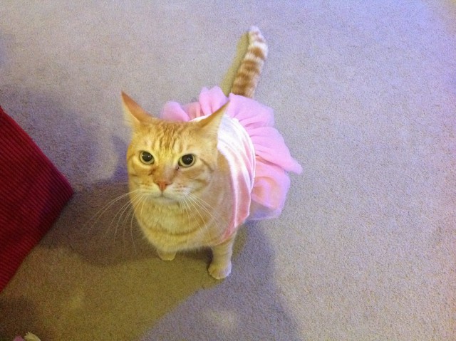 Коты и Кошки