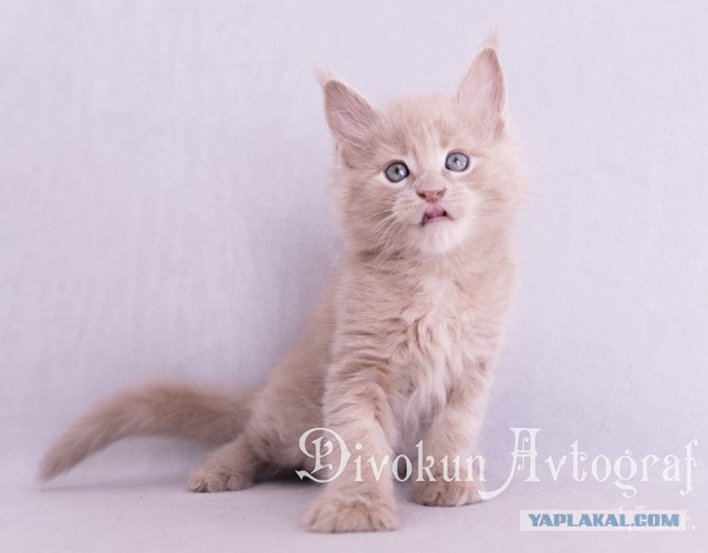 Котовторник 18.07.2017