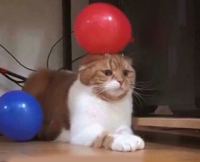 Коты и Кошки