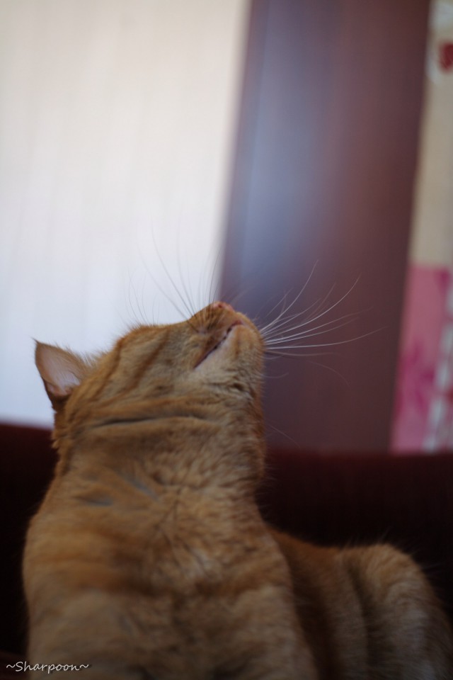 Коты и Кошки