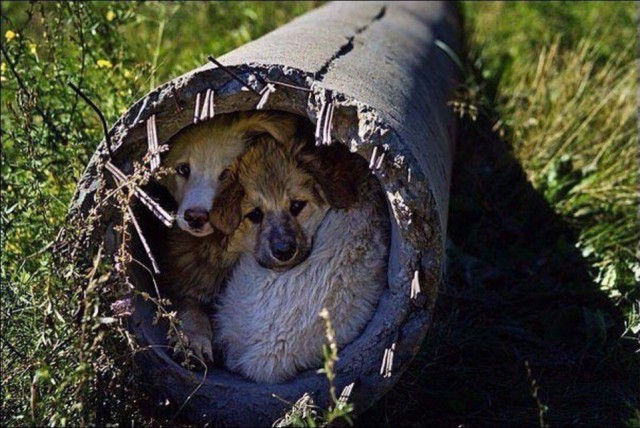 Живность из сети