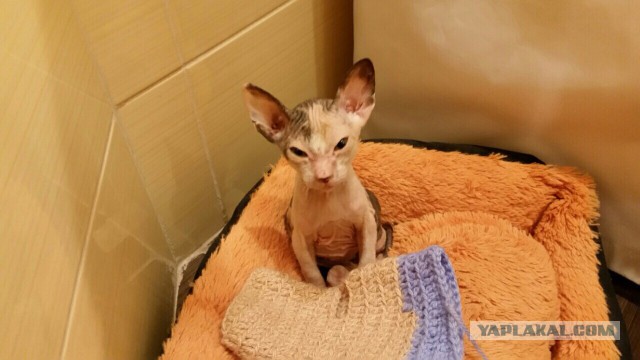 Котовторник  13.02.2018
