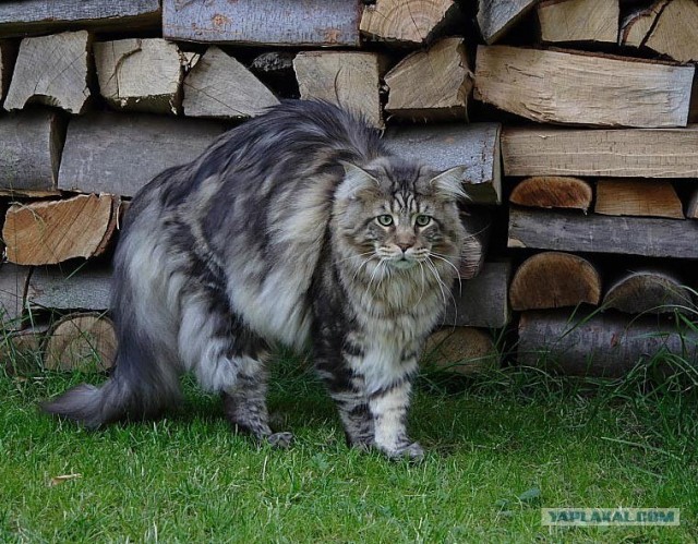 Эй! Ну погладь котика! Погладь кота