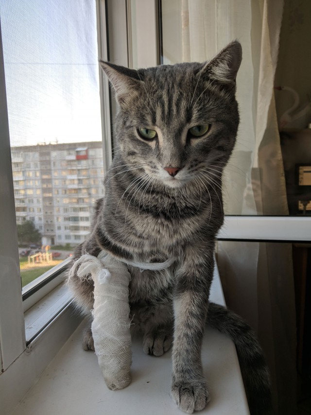 Котовторник  31.07.2018