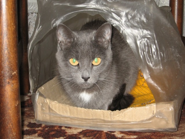 Котовторник (24.03)