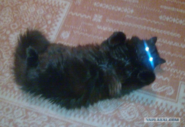 Котовторник!