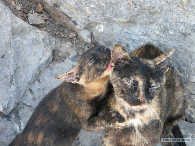Котовторник: Кошки и ягнёнок