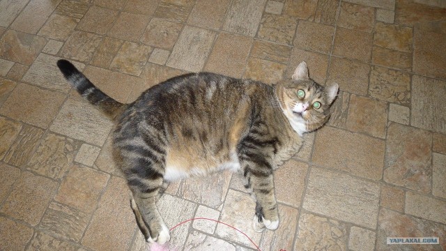 Котовторник 06.09.11