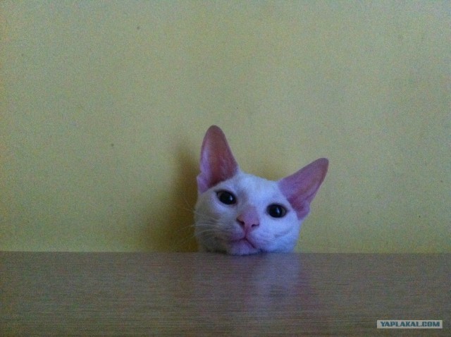 Котовторник так котовторник!