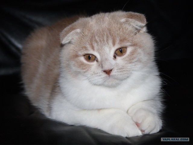Котовторник! 08.11.11
