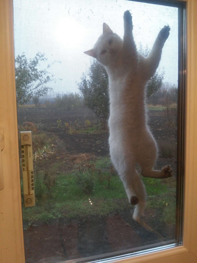 Прикольных котов пост
