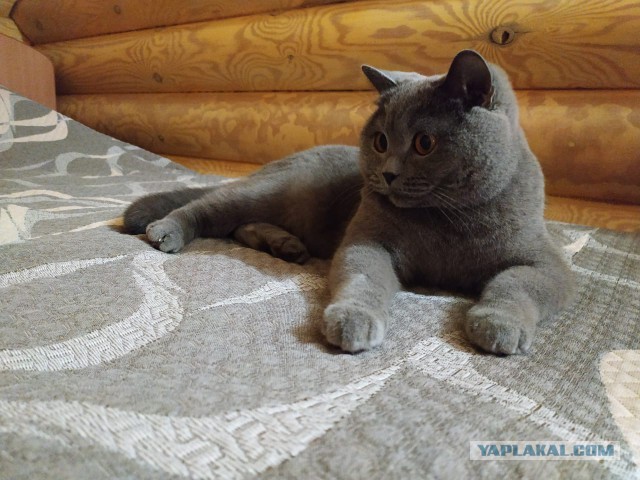 К котовторнику. Почему дома нужен котик