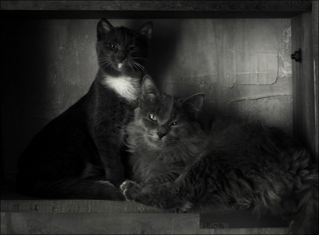 Котовторник 10.04.2012