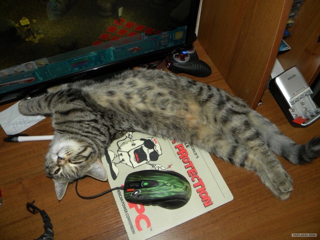 Котовторник 1 мая 2012