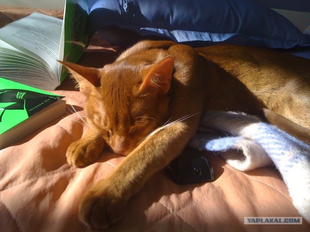 Котовторник 22.05.2012