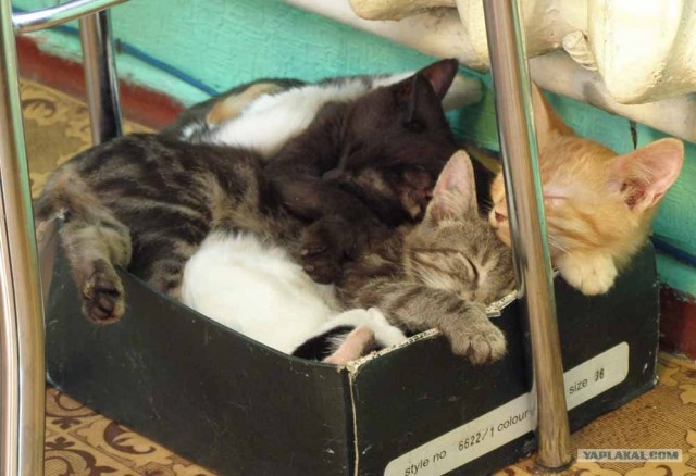 Котовторник на 26.06.12