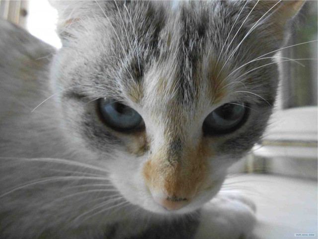 Котовторник 10. 07. 2012