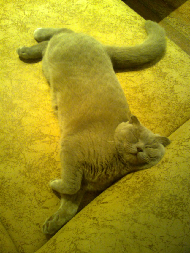 Котовторник 24.07.2012