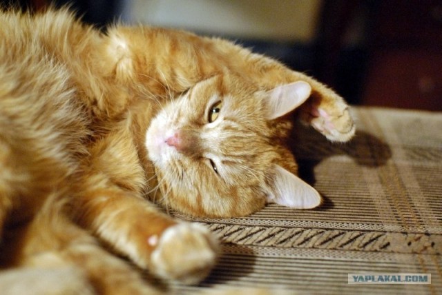 Котовторник 07.08.2012