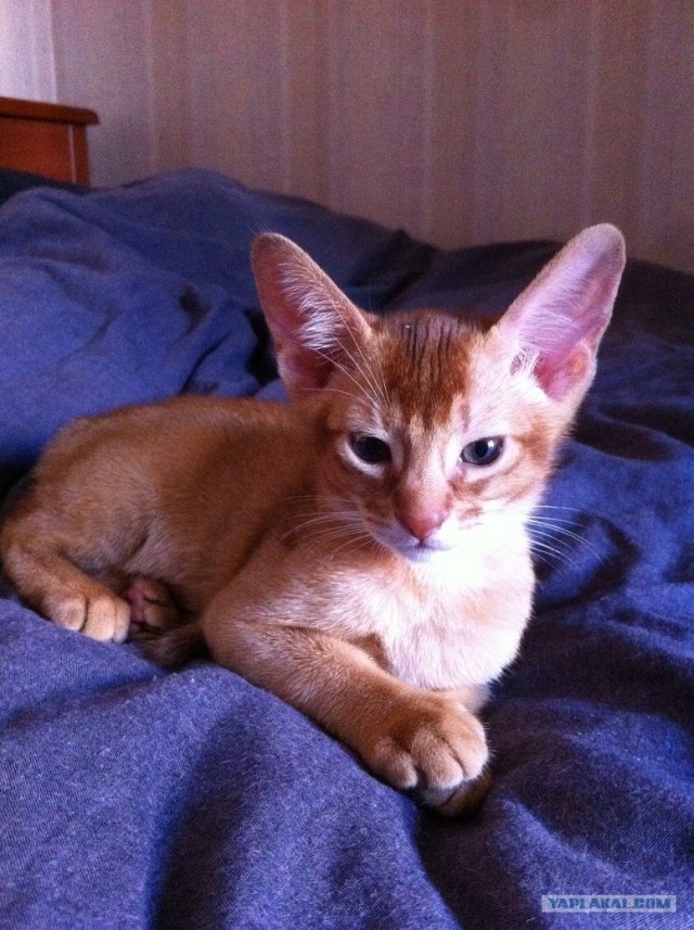 Котовторник  21.08.12