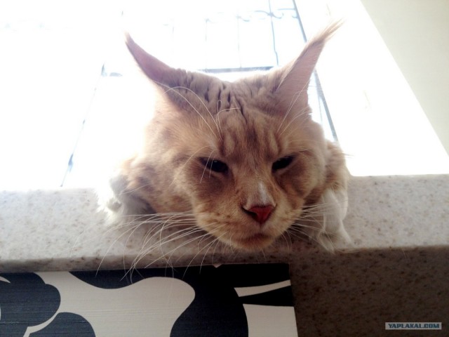 Котовторник  16.10.12