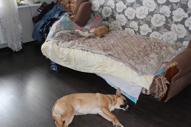 Взял еще одну рыжую из приюта