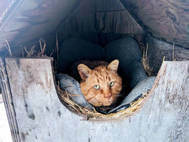 Боевые коты