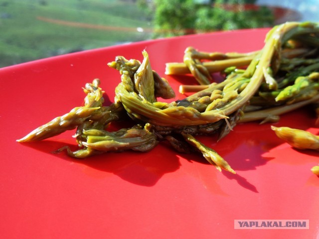 Лапша лугового флота свободного выгула