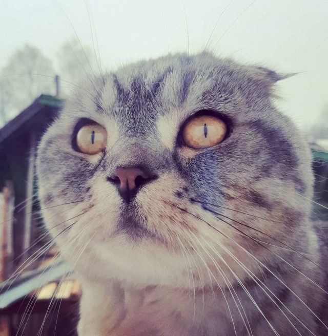 ̶К̶о̶р̶о̶н̶  Котовторник!