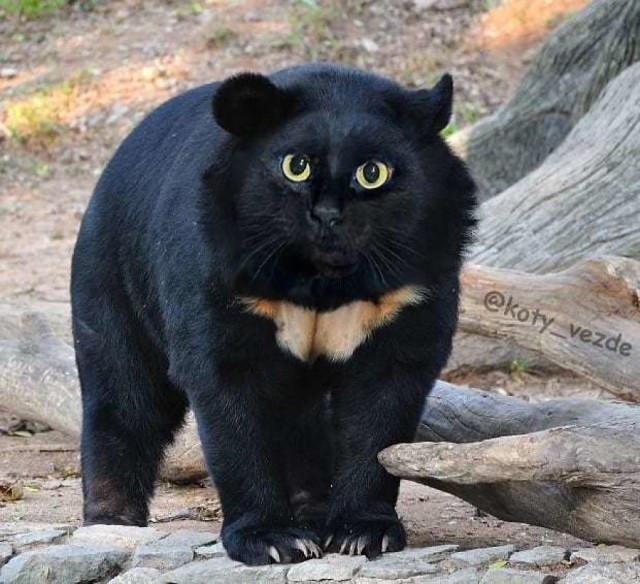 Коты везде