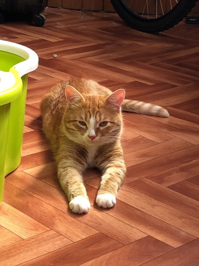 Ну, с котовторником!