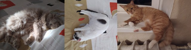 Котовторник 20.10.20