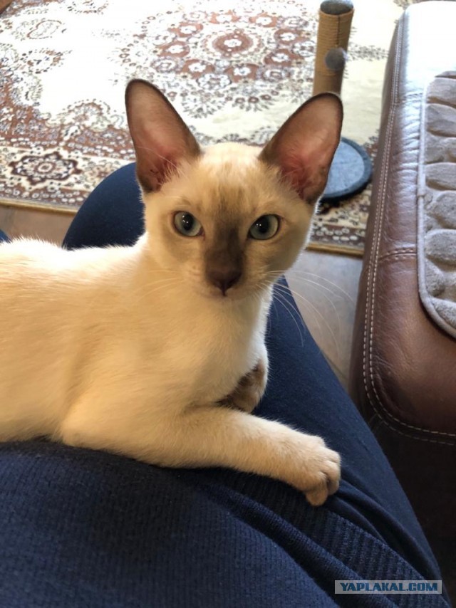 Котовторнику быть!