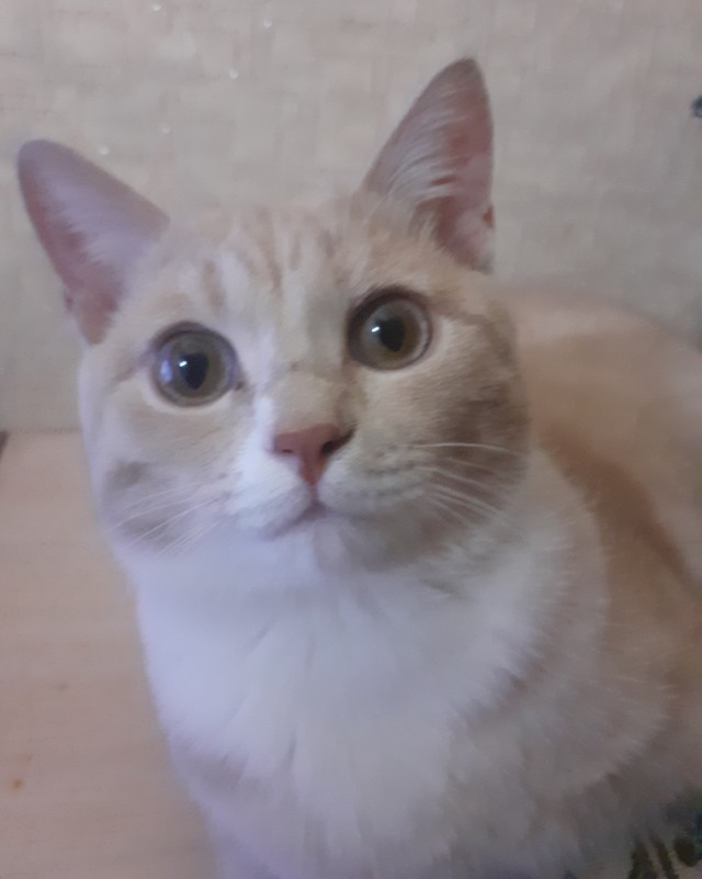 Даешь котовторник!